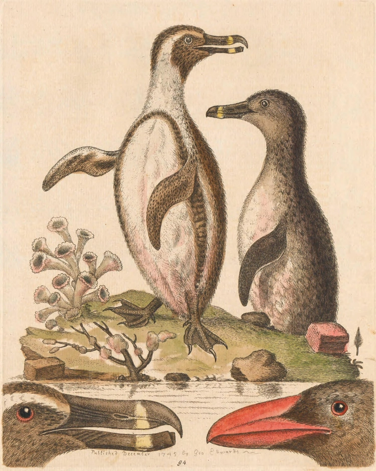 The Black-Footed Penguins