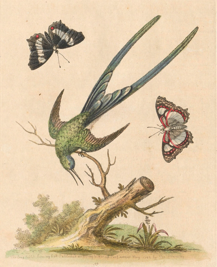 The Long-Tail'd Green Huming Bird