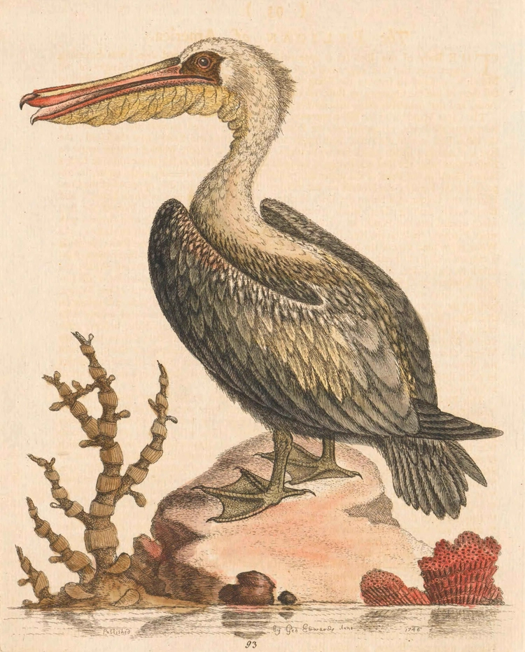 The Pelican of America